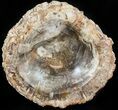 Polished Madagascar Petrified Wood Bowl - #48695-1